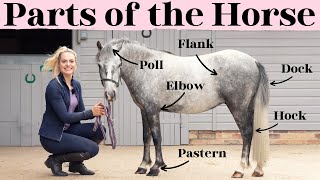 Do you know all the PARTS of the HORSE? This Esme