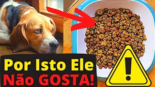 [EXPLICAÇÃO] CACHORRO NÃO GOSTA DE RAÇÃO - Seu Cão Enjoa da Comida