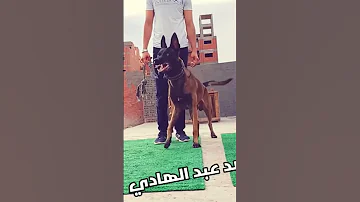 تدريب الكلب على النباح وتخويف الأعداء 