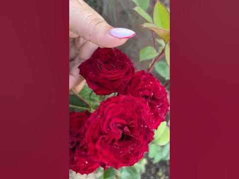Роза Таманго - YouTube