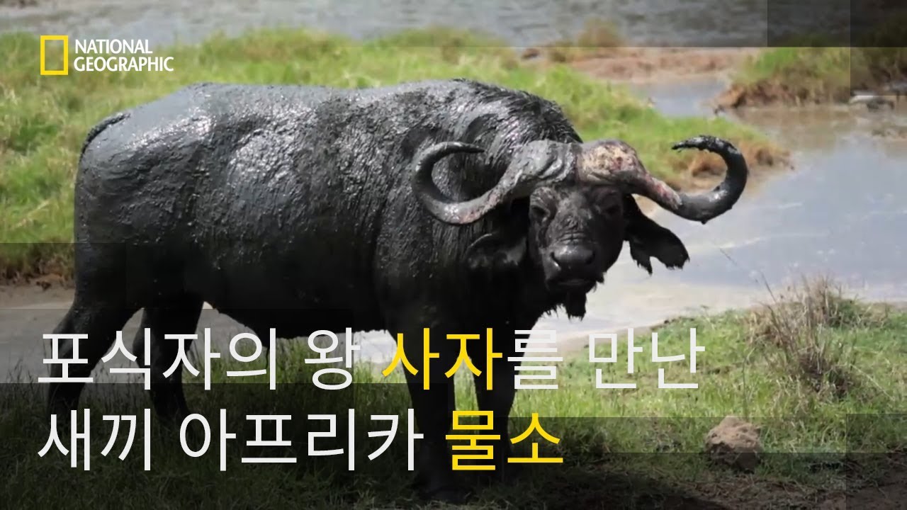 ⁣사자를 마주한 새끼 아프리카 들소의 운명은?