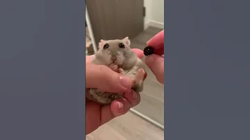 Convincing my hamster i took his eye 😂