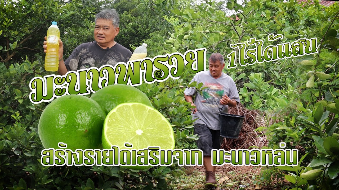 มะนาวพารวย 1 ไร่ได้แสน 