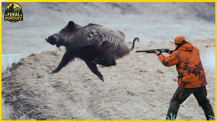 Hunting Wild Boars from Ground to Helicopter – The Most Breathtaking Chase of the Year
