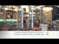 انـتـشـار أشـجار الزيتون فـي المدن