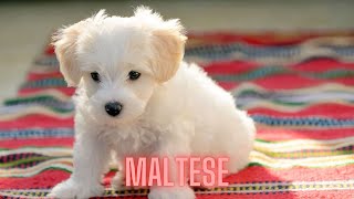 Interesting Facts About Maltese Dogs YOU Didn't Know