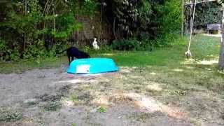 Boxer Lab Mix Puppy Plays With SANDBOX! [11 Weeks]  [60fps]