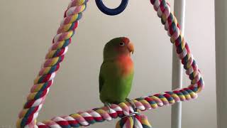 Lovebird chirping on his perch