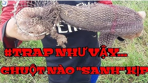 Cách Bắt Chuột Đồng Mới - Đơn Giản - Nhanh Chóng - Không Thoát Một Con | Đặc Sản " Chuột "  Miền Tây