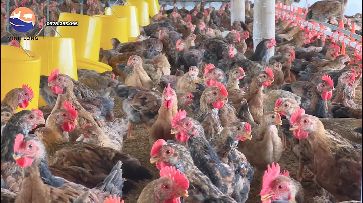 Đàn gà bị hen, đau mắt, chảy nước mũi, nước mắt xử lý như thế nào ? | Thú Y Minh Long