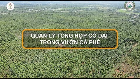 Quản lý tổng hợp cỏ dại trên vườn cà phê - Clip 1