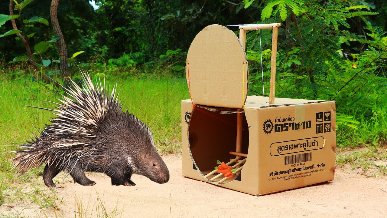 porcupine trap, porcupine traps, porcupine cage, porcupine cages