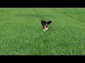 lekker rennen op de eeuwige grasvelden
