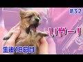 【生後18日目】お手乗り子犬の体重とプチ反抗がすごい。