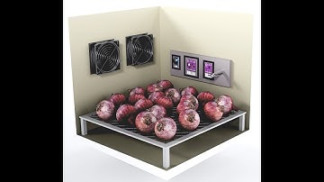 onion storage technology for enhancing shelf life of onions