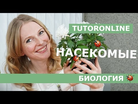 БиологияI Общая характеристика насекомых