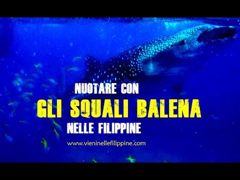 Video: Immersioni Con Gli Squali Trebbia Nelle Filippine - Matador Network