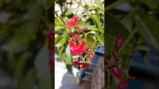 Phool mangun na bahaar mangun#phool #photography #visit#nature