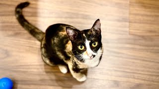 Join a challenge with OH Funny's cats: Tell us your definition of “STAY HOME for social distancing”