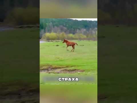 Дикие кони показали РОДИТЕЛЬСКУЮ любовь🐎❤️👨👩👧👦
