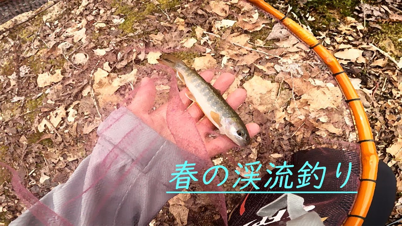 渓流解禁 渓流釣り 21 車中泊 キャンプ応援サイト 渓流解禁 渓流釣り 21 車中泊 キャンプ応援サイト