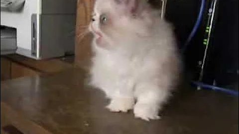 Watch the video about Adorable munchkin kitten eating spaghetti