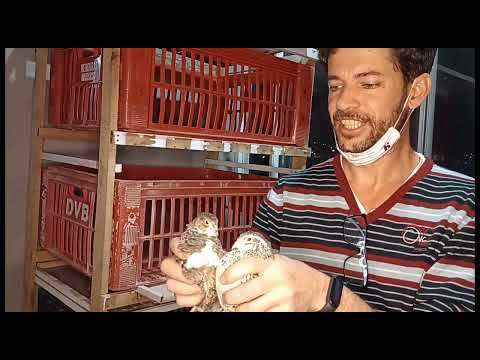 Vídeo: Dicas para construir gaiolas de tomate