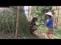 Người Rừng - Tập 53 - Cô Mị Và Người Rừng - P2 - The Girl And The Forest - Part 2