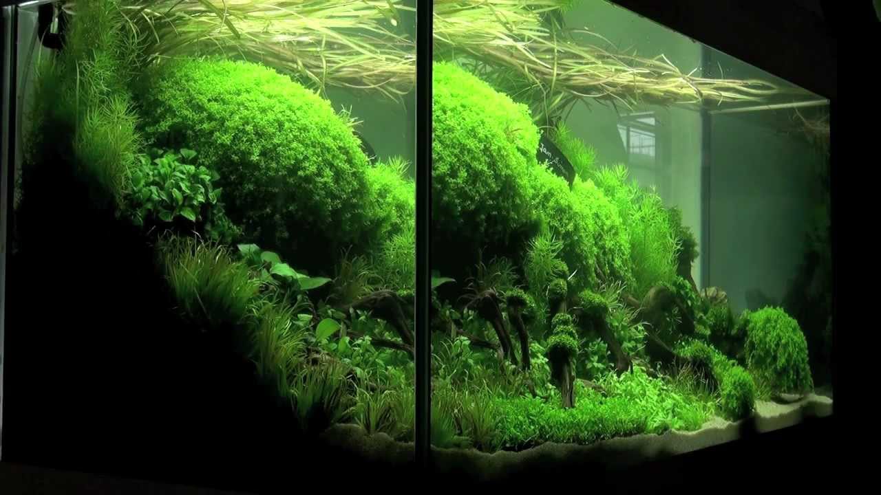 Exploring the Art of Aquascaping: Inspiration, Tips, and