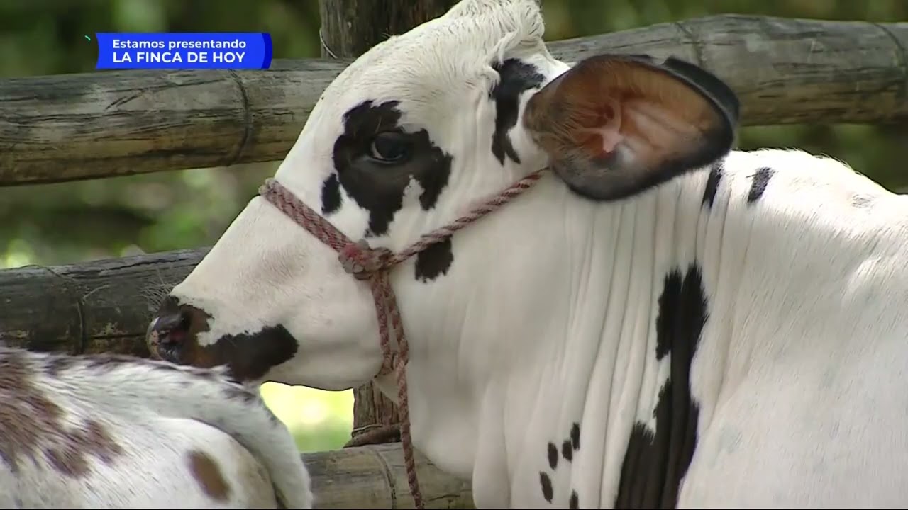Semi estabulación bovina por épocas específicas - La Finca de Hoy