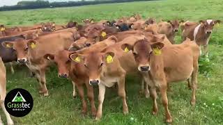 March 2025 Jersey Heifer Calves - UK