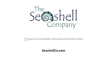 Oyster Shell Wind Chimes from The Seashell Company