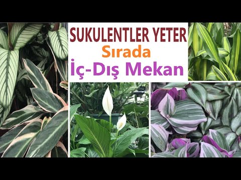 Video: İç Mekanda Büyüyen Kaktüs Ve Etli Bitkiler