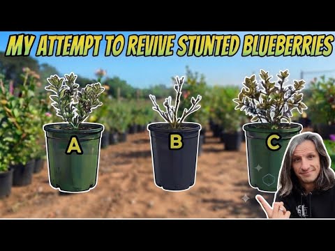 These Blueberry Plants were in the Ground for Years and not Growing.  So I Tried to Kickstart Them!