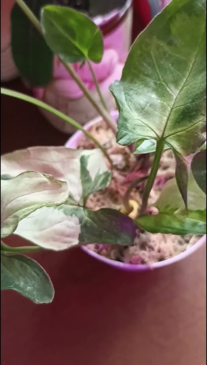 #Сингониум Три Короля🤭🌱🥰 - YouTube
