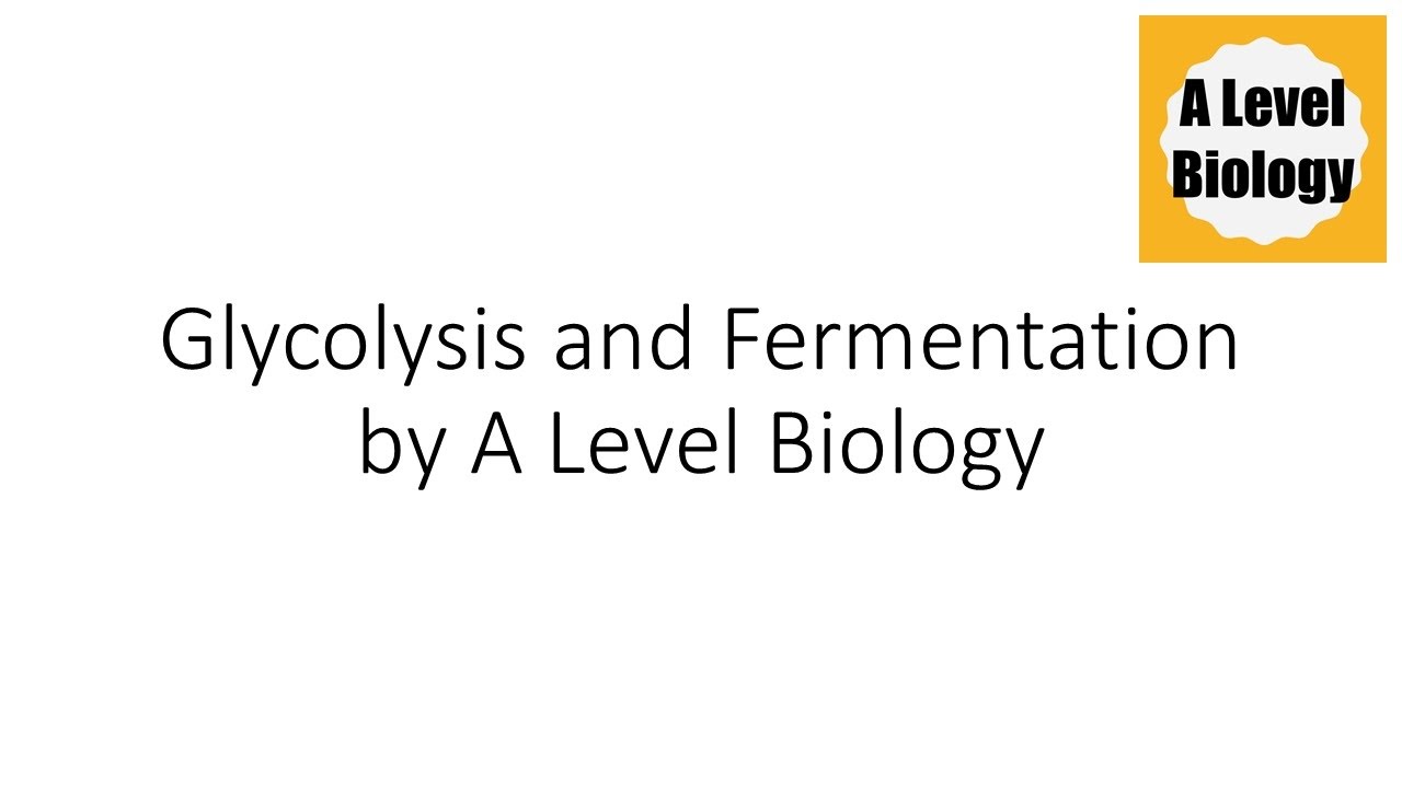 glycolysis and fermentation