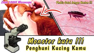Download Lagu ZOOM 1000X : KUTU LONCAT PADA KUCING, Ctenocephalides felis Under Microscope #microscope #zoom1000x MP3