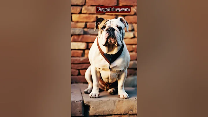 10 interesting facts about bulldog | most popular dog breeds in the US | Dogsthing.com