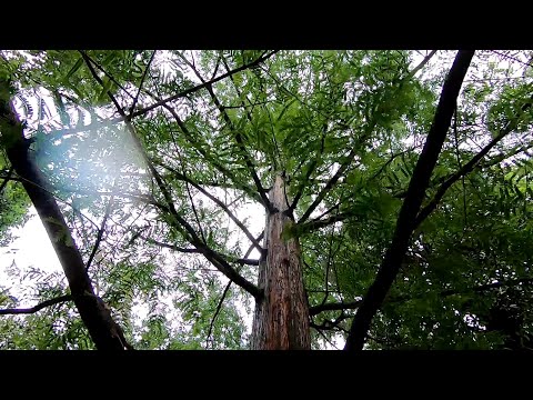 Video: Gliptostroboide Metasequoia