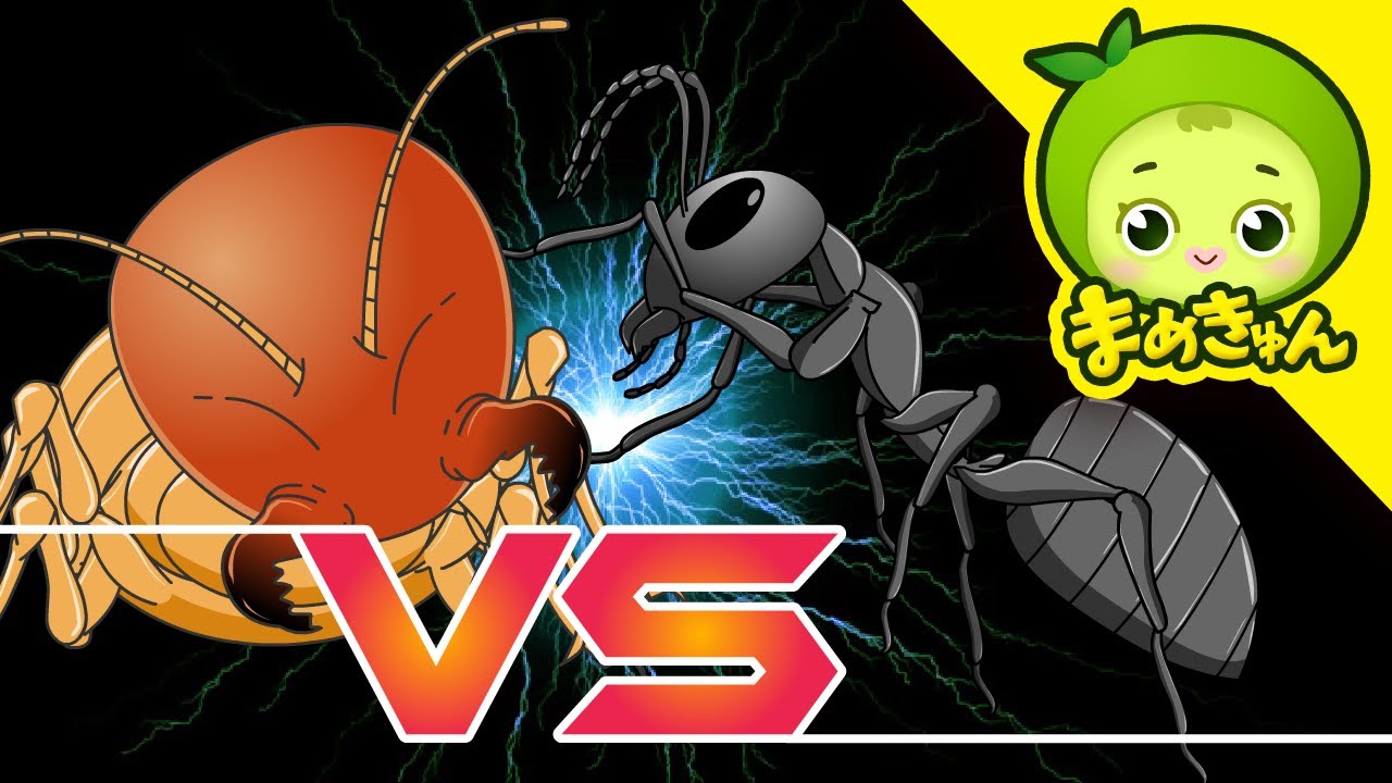 シロアリ VS アリ | 動物バトル | まめきゅん MAMEKYUNN