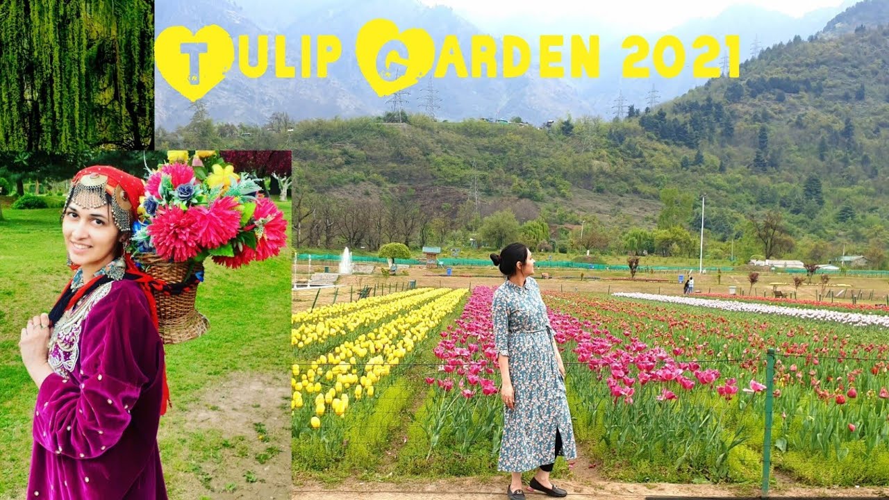 TULIP GARDEN 2021 !! Beauty OF Srinagar Kashmir YouTube