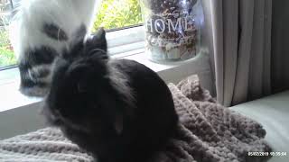 beautiful little lionhead Binky rabbit precious times by Binky Bunny's Way 298 views 3 months ago 9 minutes, 5 seconds