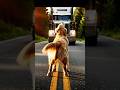 The Brave Dog That Stopped a Truck and Saved a Life! #dog #rescue #viral #shorts