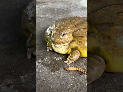 เบียดอ่างอย่างเอา #สัตว์เลี้ยง #africanbullfrog #กบ #shortvideo