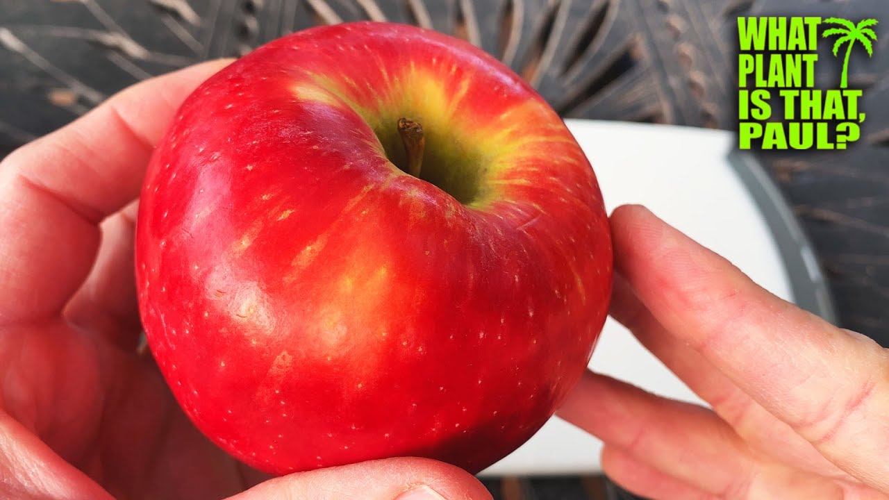 Apple - Honeycrisp - tasting notes, identification, reviews