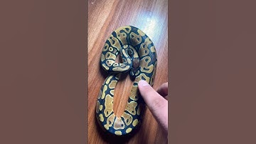باز کردن توپ بال پایتون #ballpython #مار #پایتون #animal #reptile #python #pet #snake #حیوان_خانگی