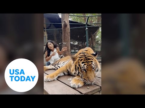 Gotcha!. Tiger slaps away tourist with its tail twice at a zoo in Thailand | USA TODAY