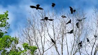 Peaceful Crow Calling Sounds Of Nature