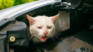видео: Под капотом машины задыхался кот... Мужчина спас его и напоил — а вечером он вернулся сам картинка: Под капотом машины задыхался кот... Мужчина спас его и напоил — а вечером он вернулся сам