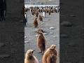 Penguins #zoology #awesome #foryou #beautiful #viralvideo #wildlife #beauty #amazinganimals